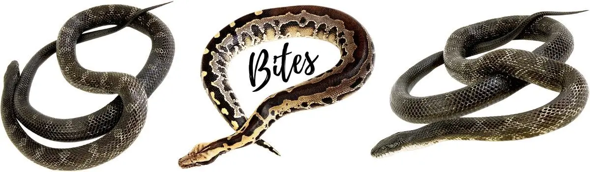 Different types of Snakes and Snake bites
