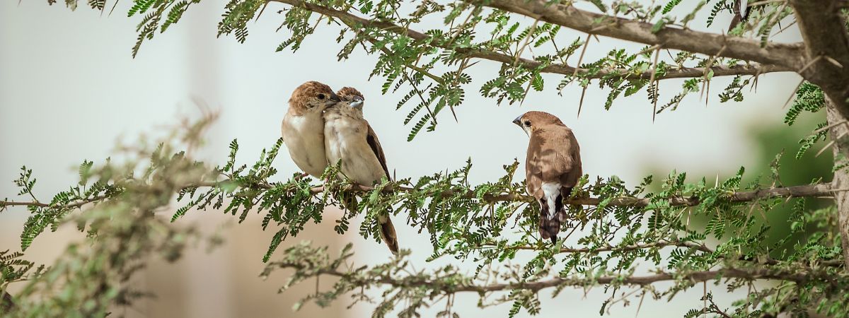 Bird Watching With Best Monocular