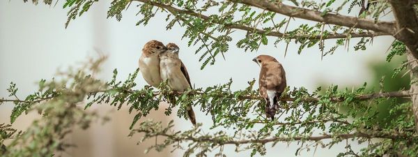 Best Monocular for Bird Watching:  Get Up Close And Personal With Your Feathered Friends!